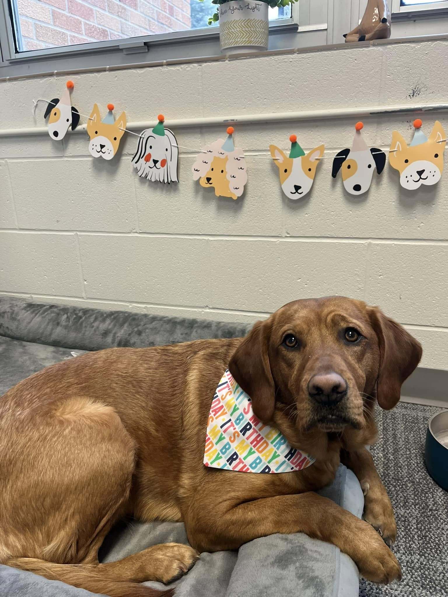 An adorable golden retriver puppy wearing a Happy Birthday bandana.