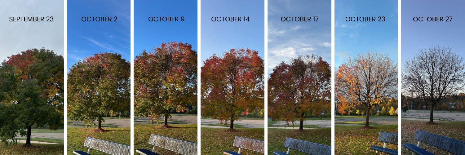 A Parkside tree throughout the autumn